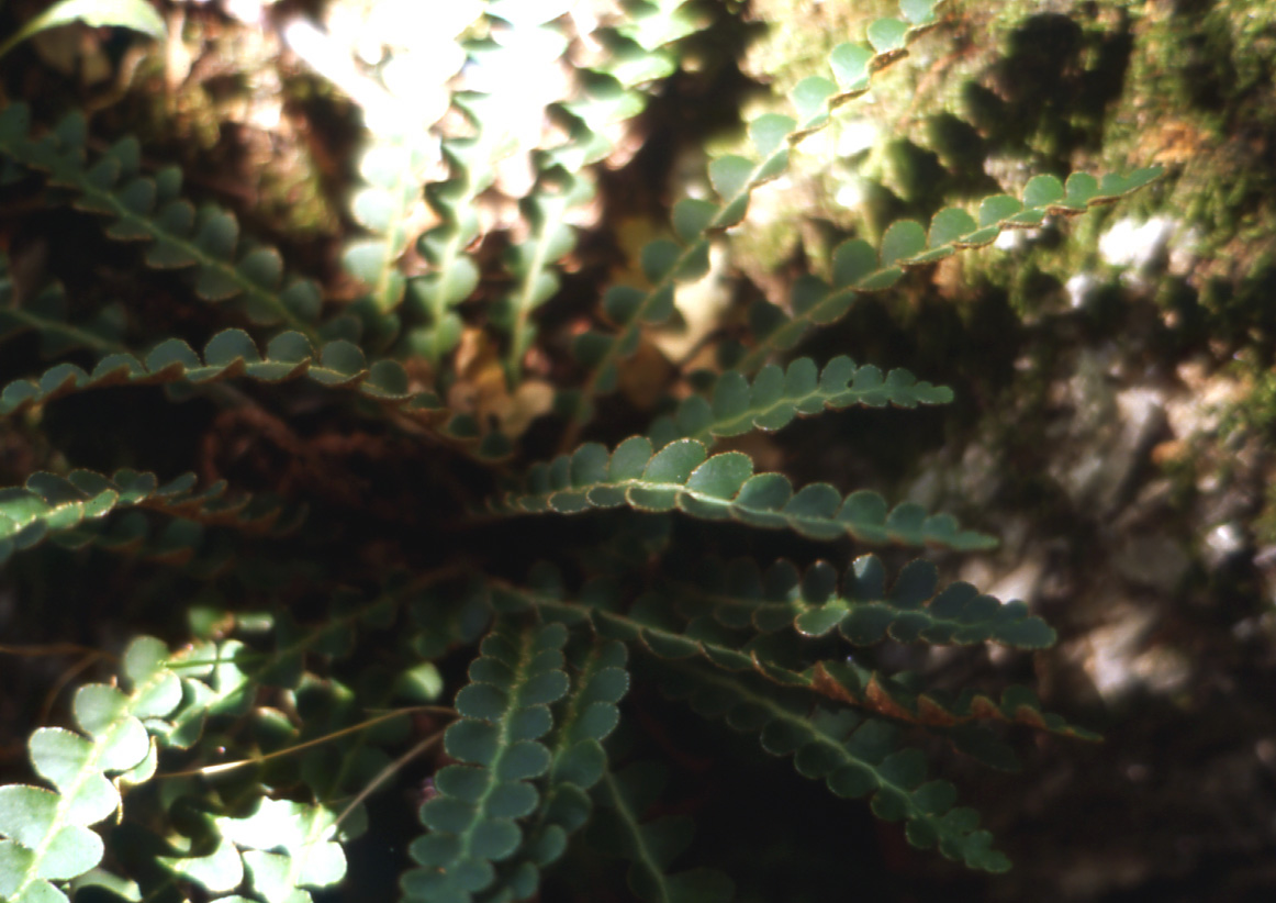 Asplenium ceterach / Cedracca comune