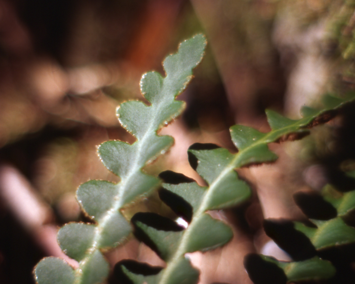 Asplenium ceterach / Cedracca comune