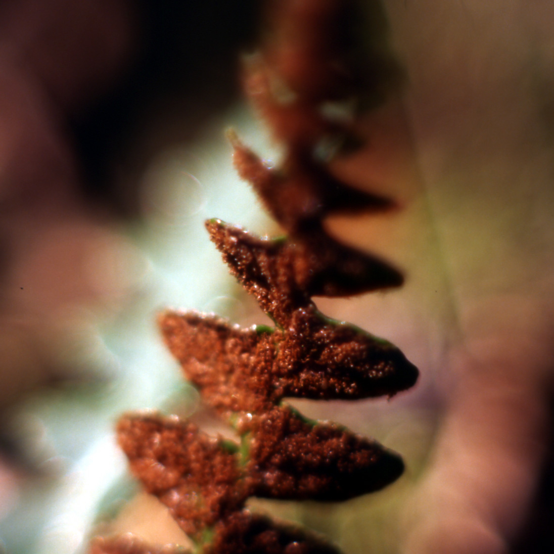 Asplenium ceterach / Cedracca comune