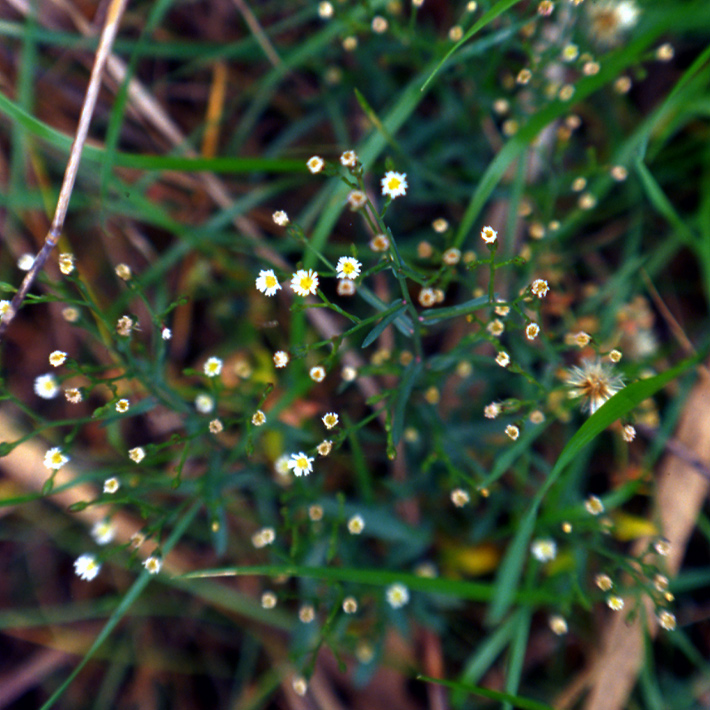 Symphyotrichum squamatum  / Astro autunnale