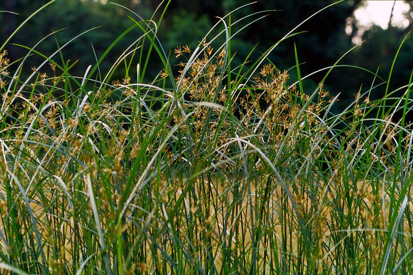 Cyperus longus /  Zigolo comune