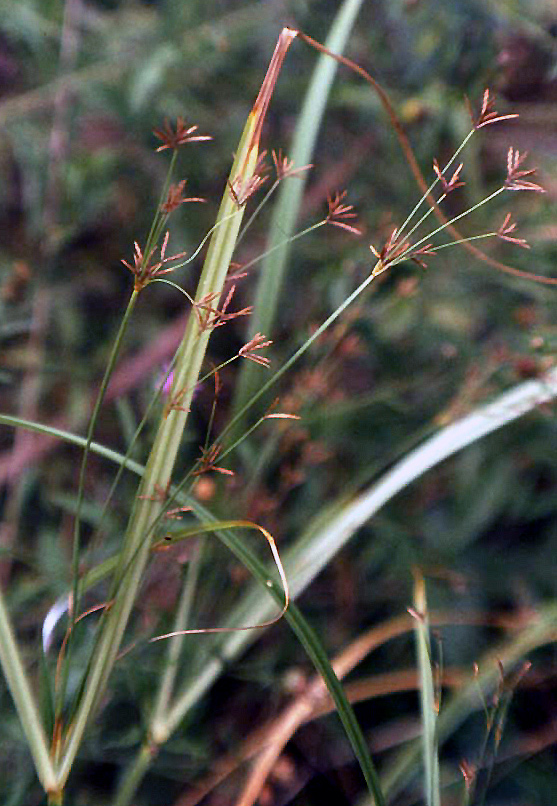 Cyperus longus /  Zigolo comune