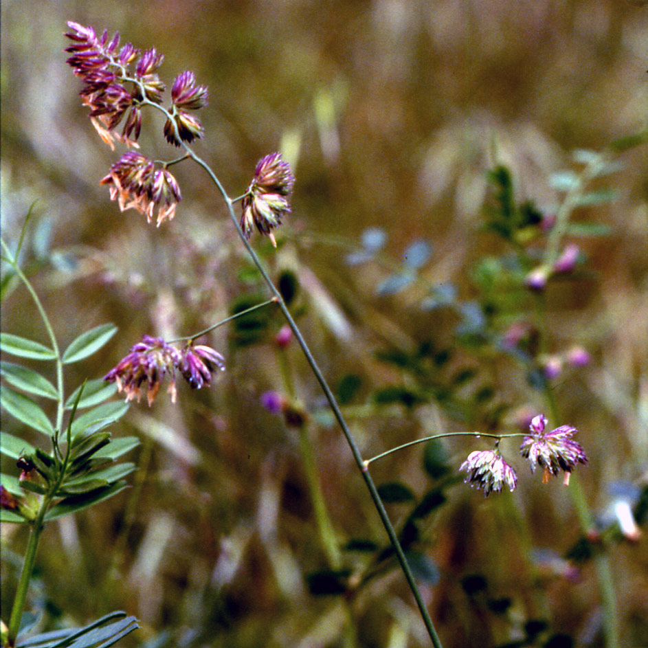 Gramineae 1 Digitaria sanguinalis