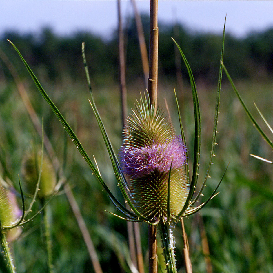 Dipsacus fullonum / Scardaccione selvatico