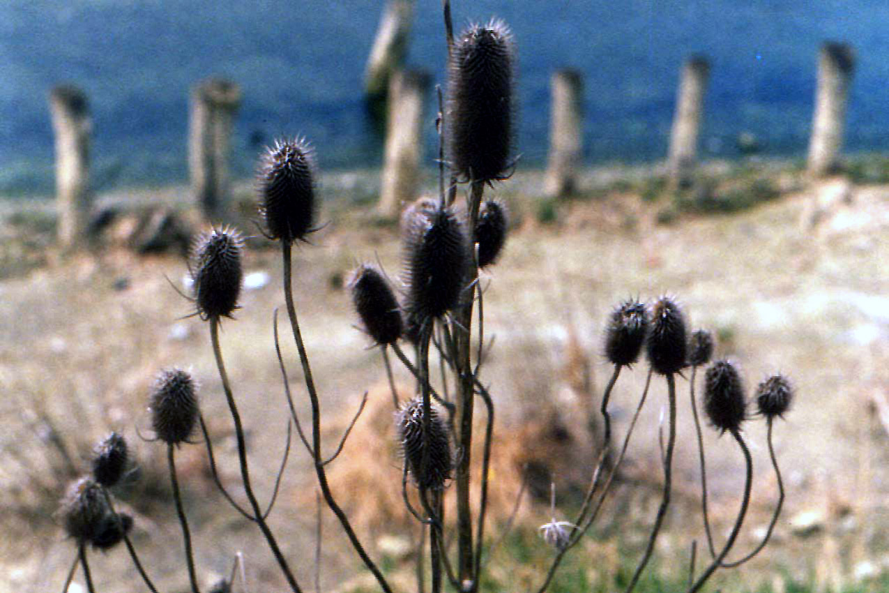 Dipsacus fullonum / Scardaccione selvatico