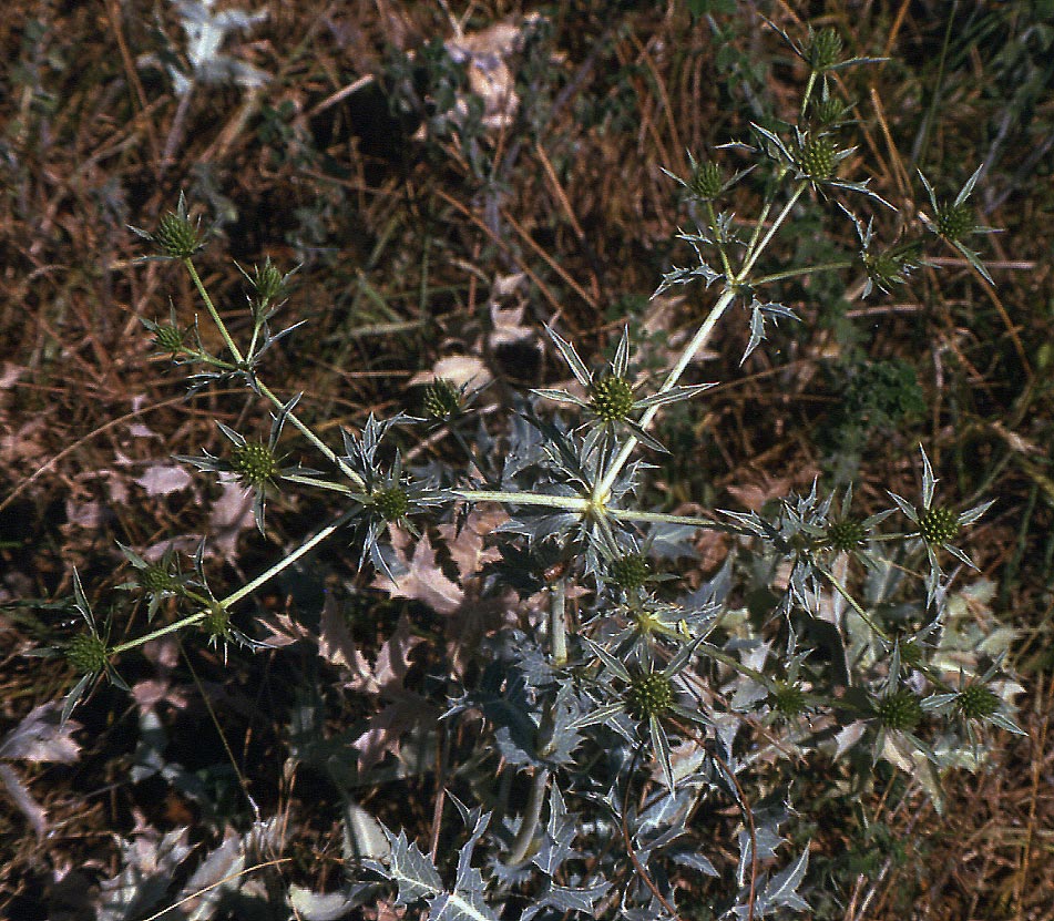 Eryngium maritimum e campestre