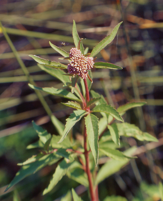 Eupatorium cannabinum / Canapa acquatica
