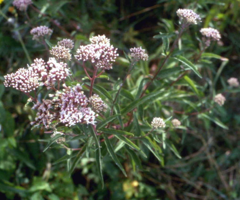 Eupatorium cannabinum / Canapa acquatica