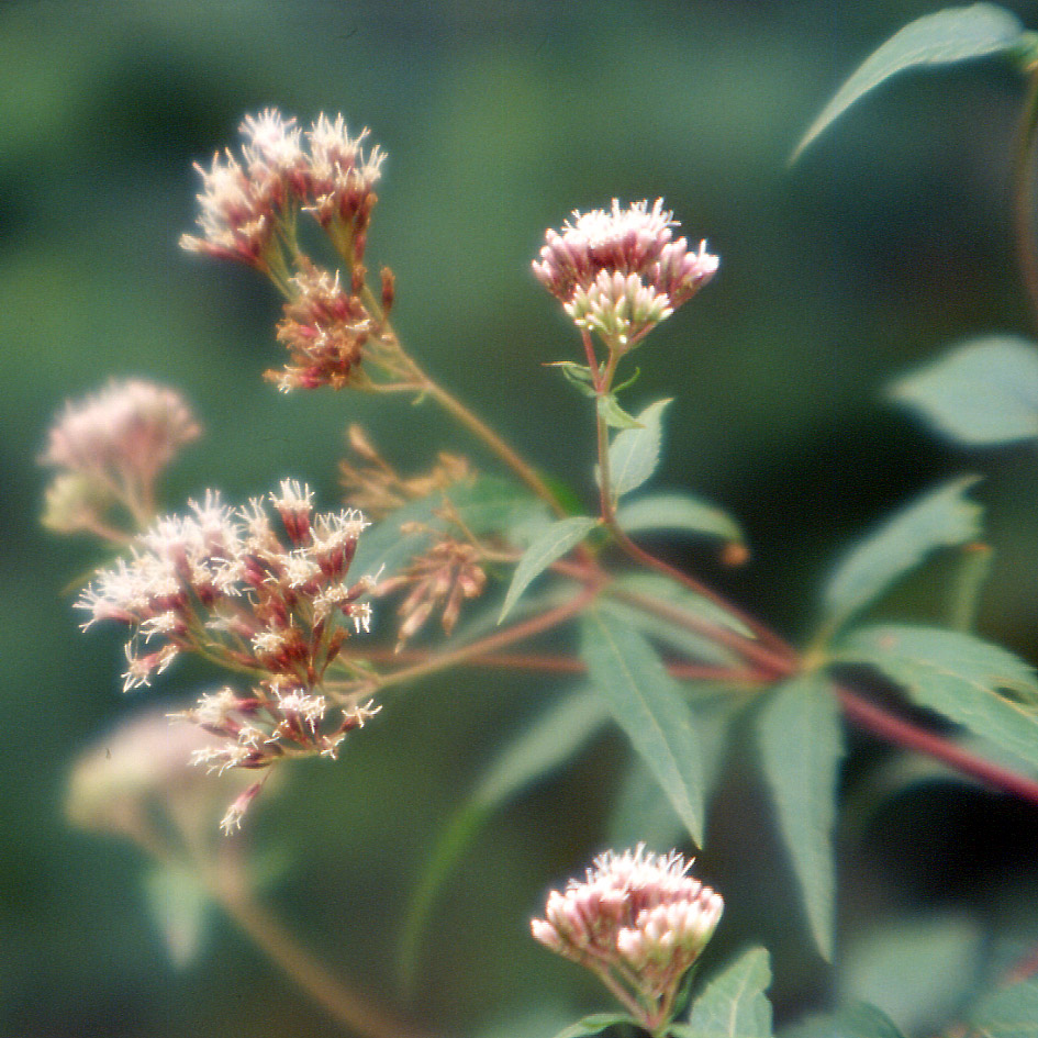 Eupatorium cannabinum / Canapa acquatica