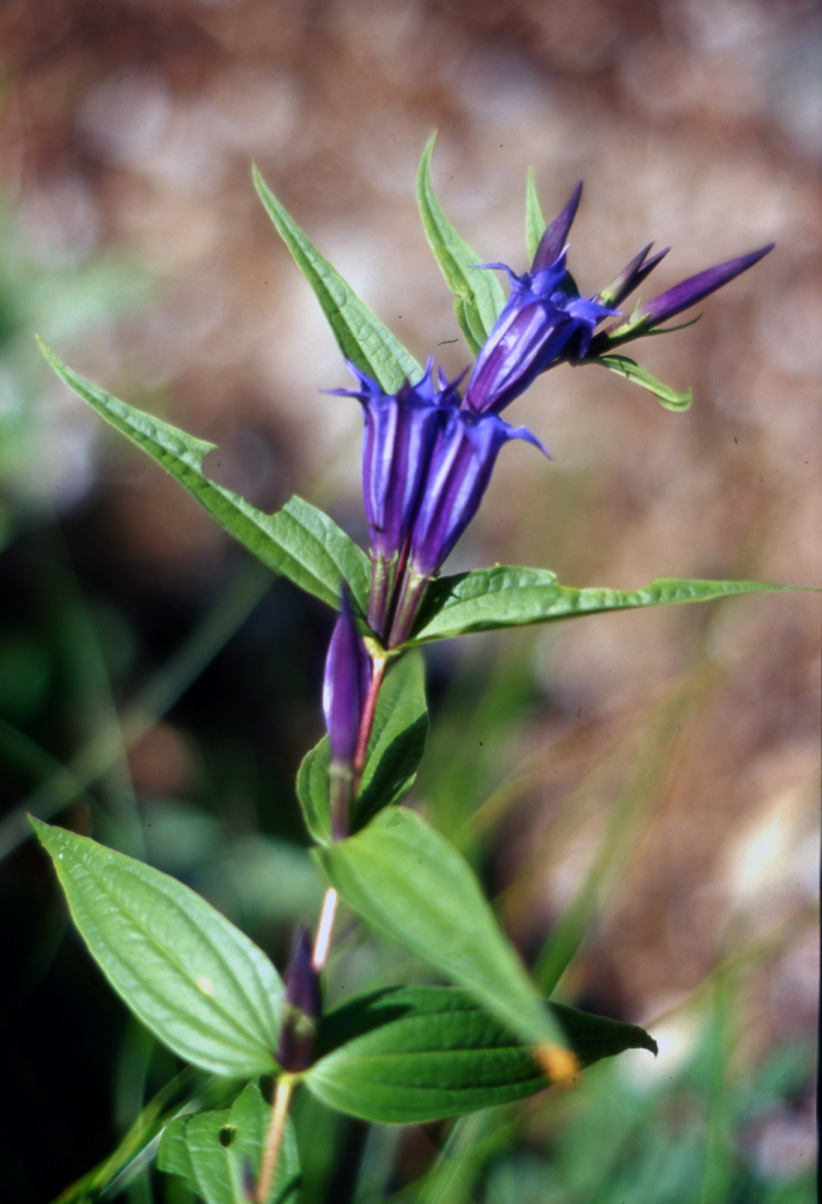 Gentiana asclepiadea / Asclepiade