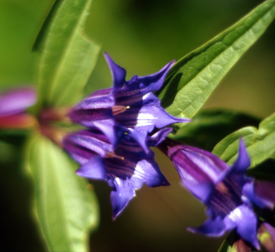 Gentiana asclepiadea / Asclepiade