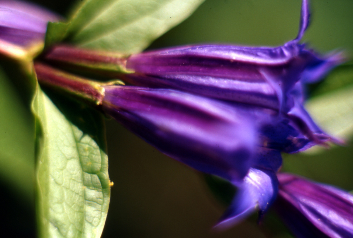 Gentiana asclepiadea / Asclepiade