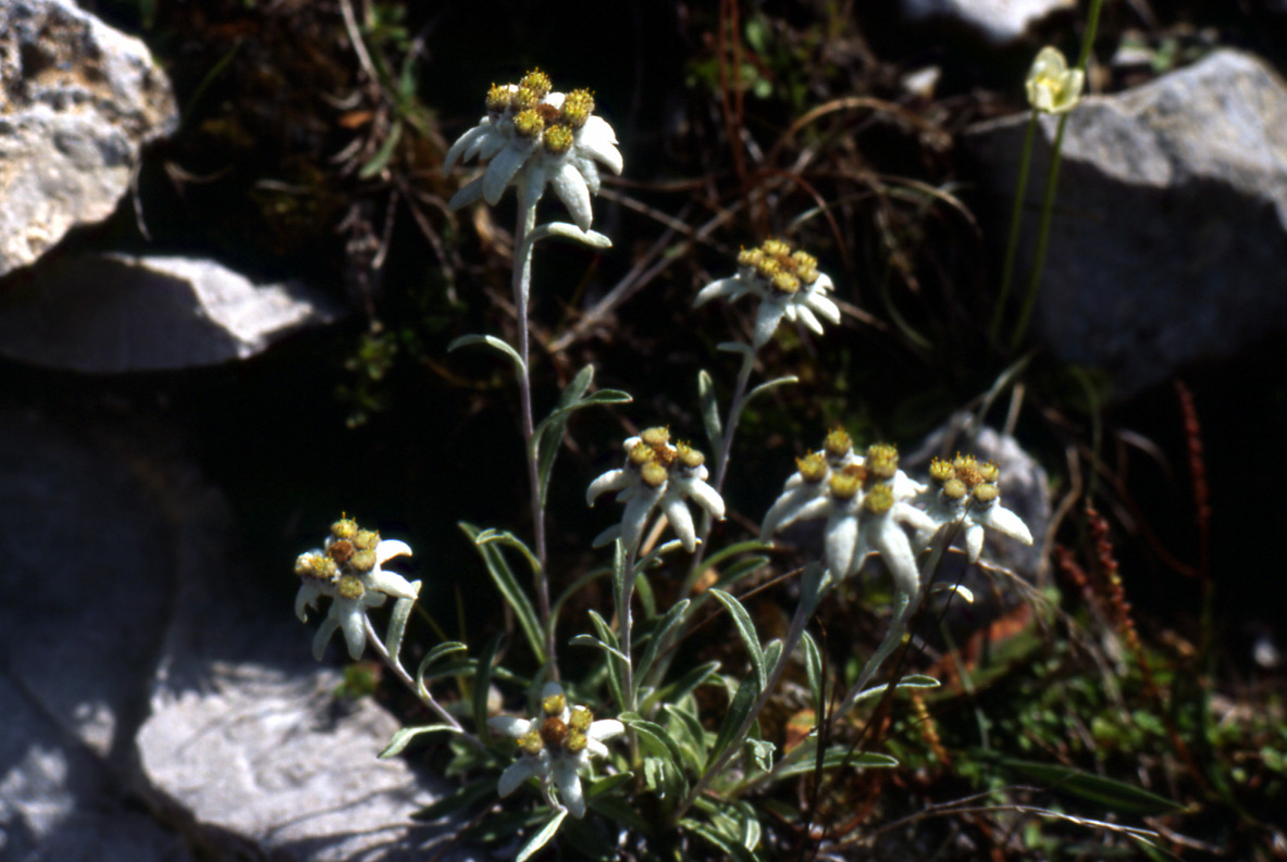 Leontopodium alpinum / Stella alpina