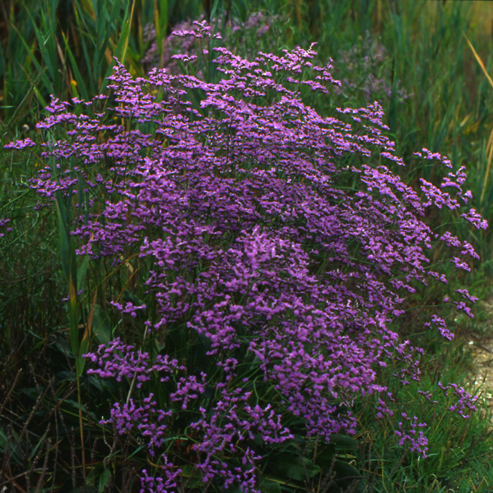 Limonium narbonense / Limonio comune