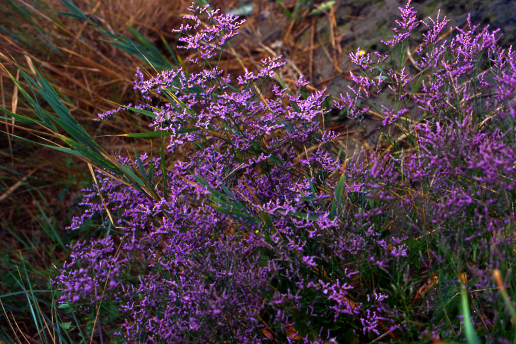 Limonium narbonense / Limonio comune