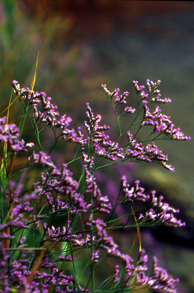 Limonium narbonense / Limonio comune