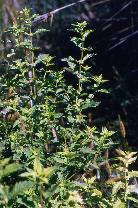 Lycopus europaeus / Erba sega comune