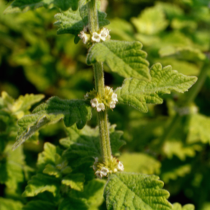 Lycopus europaeus / Erba sega comune