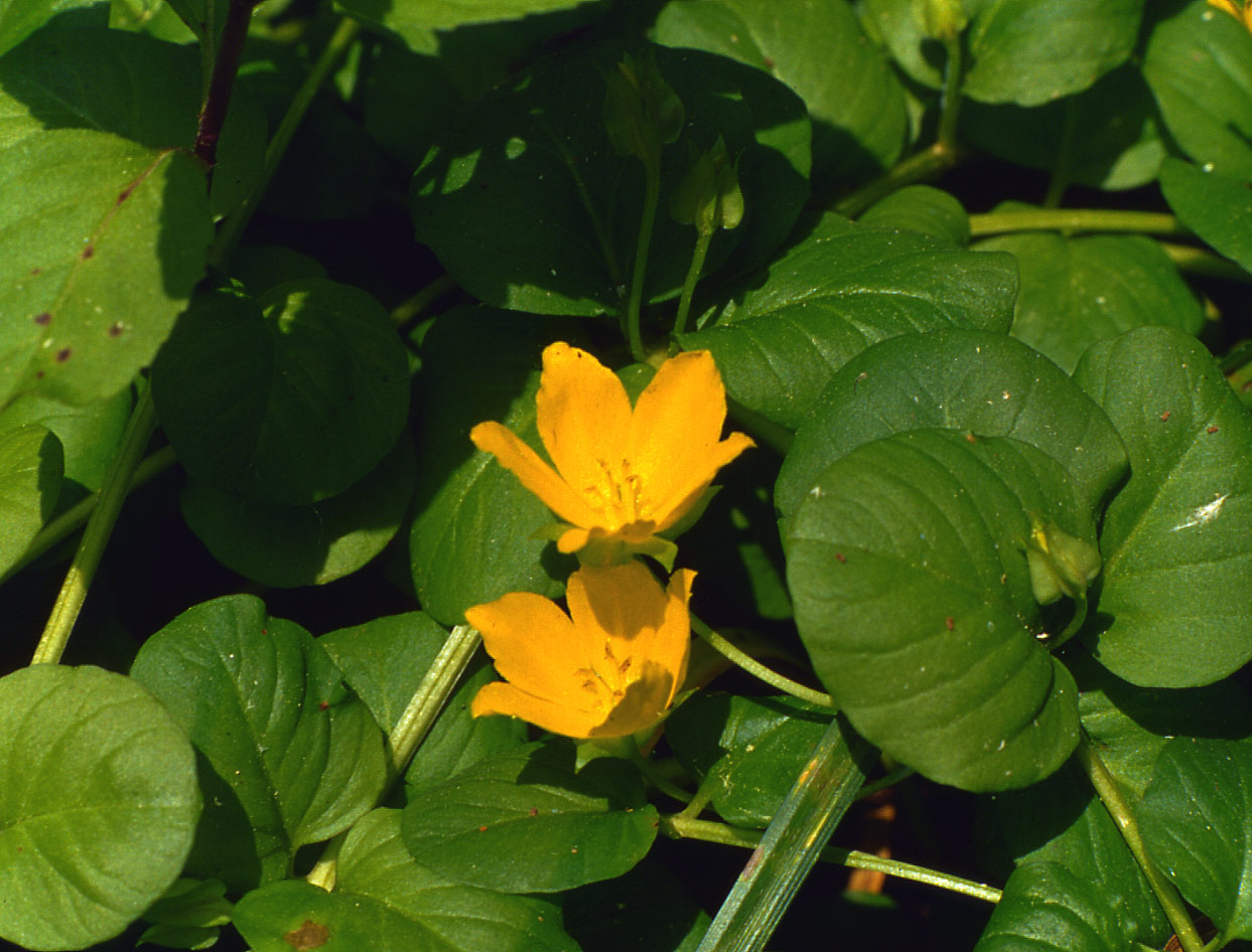 Lysimachia nummularia / Mazza d''oro minore