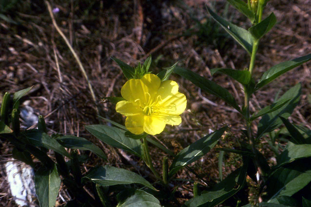 Oenothera biennis / Enagra comune