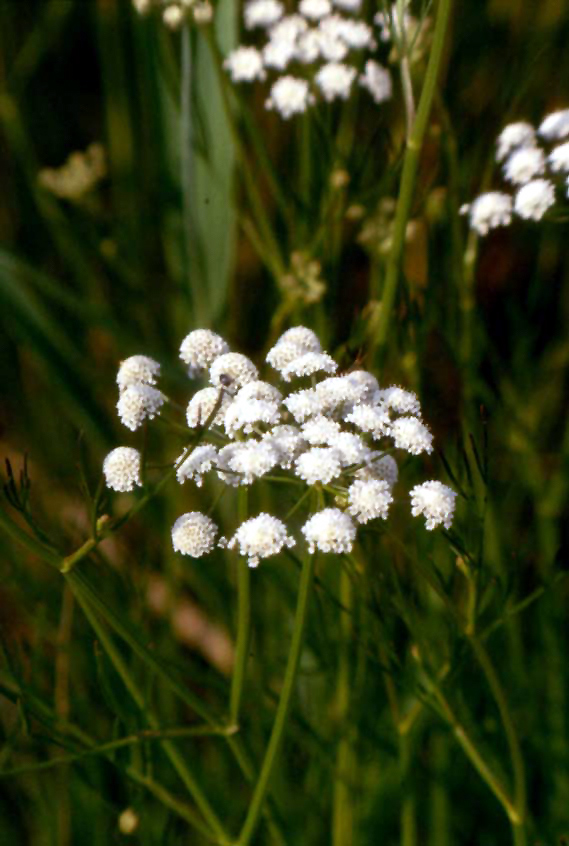 Oenanthe lachenalii / Finocchio acquatico di Lachenal