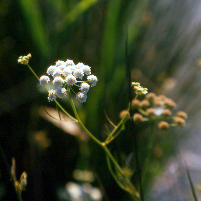 Oenanthe lachenalii / Finocchio acquatico di Lachenal