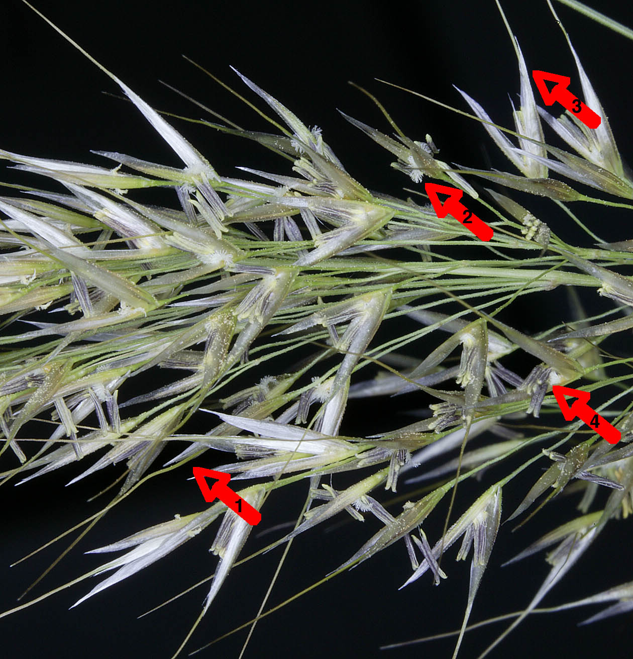 Agrostis gigantea / Cappellini maggiori