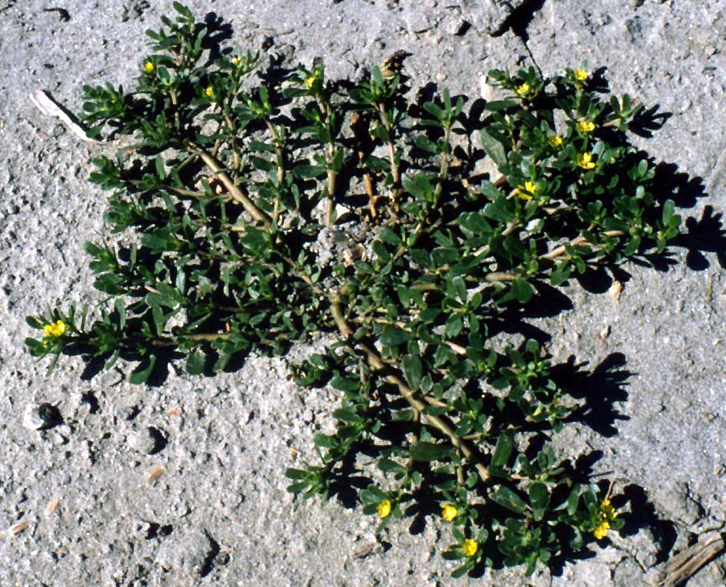 Portulaca oleracea / Portulaca, Porcellana
