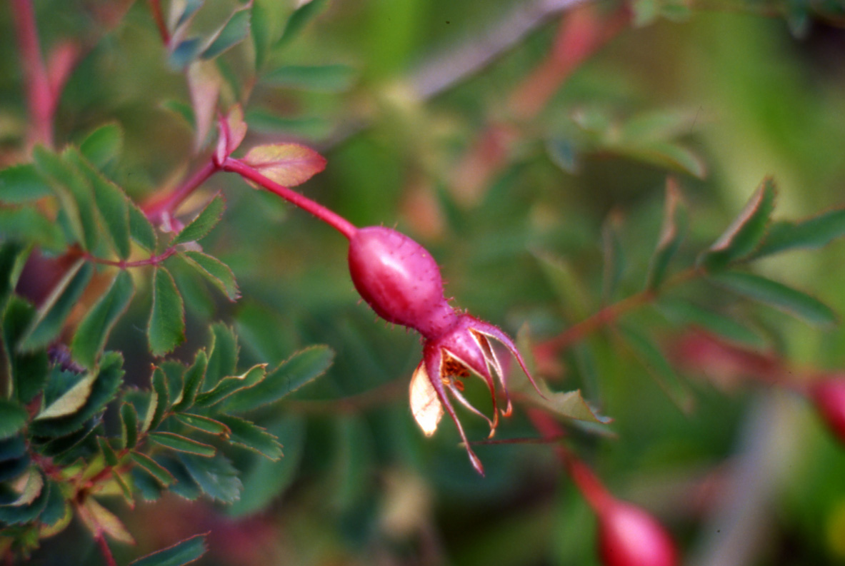 Rosa pendulina / Rosa alpina