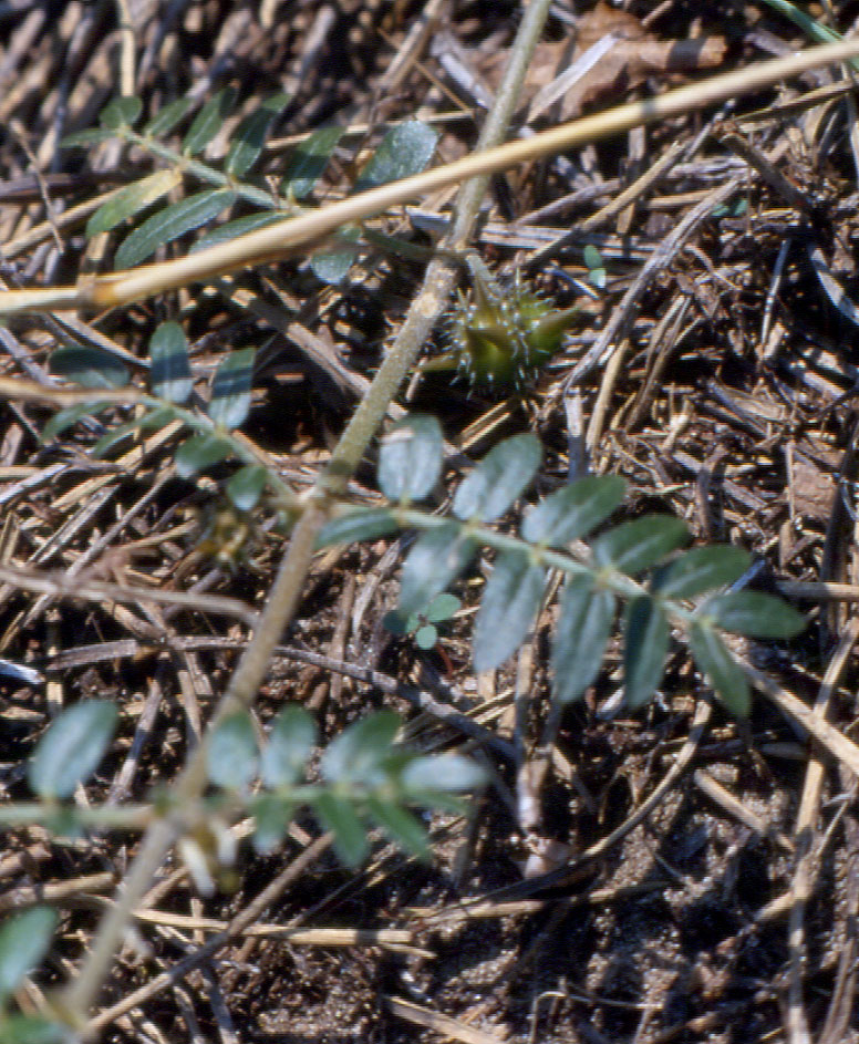 Tribulus terrestris / Tribolo