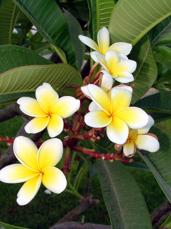 Direttamente dall''Egitto, Plumeria rubra