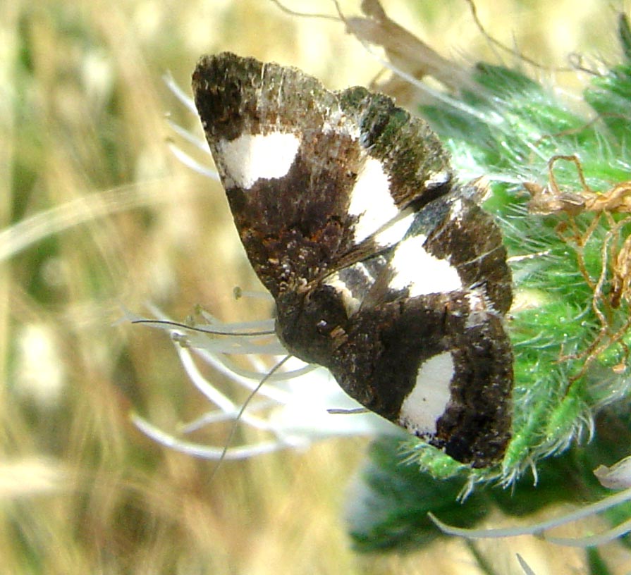 Falena con abitudini diurne: Tyta luctuosa