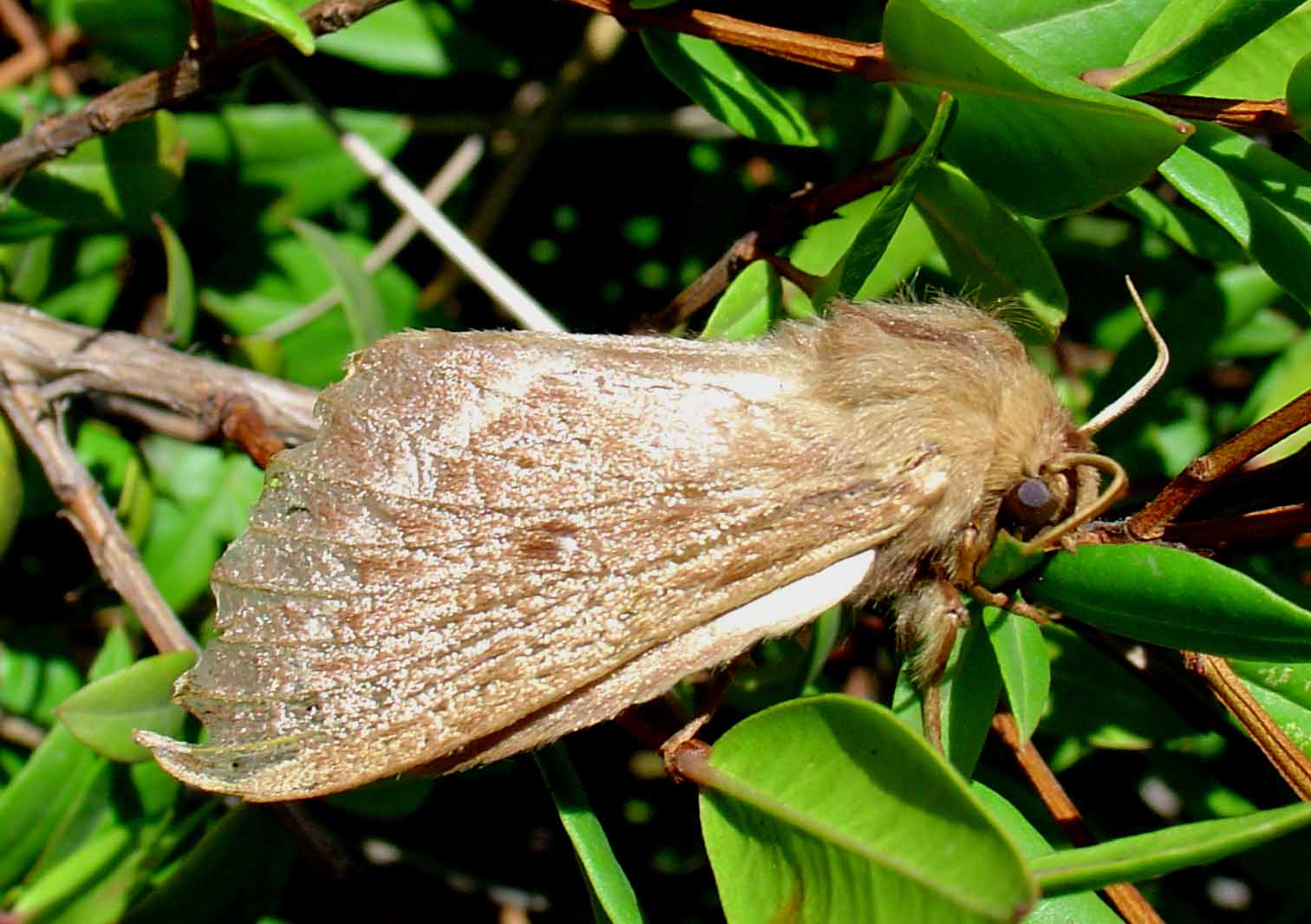 Lasiocampa trifolii