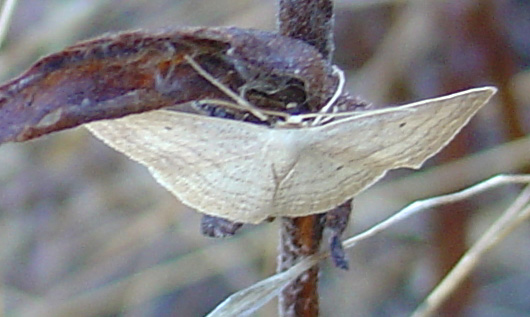 Lasiocampa trifolii