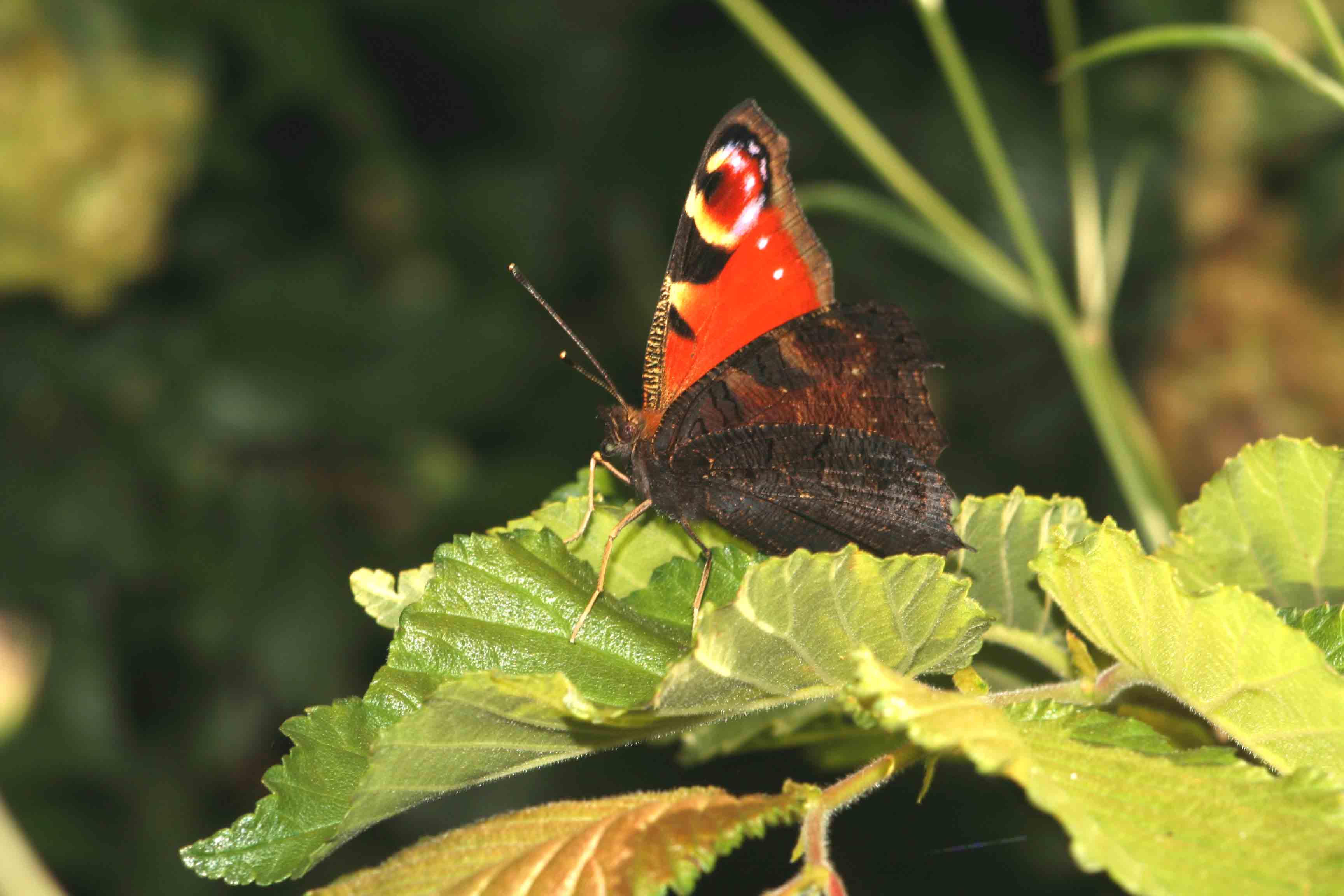 Aglais io