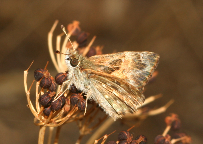 Carcharodus alceae