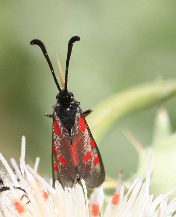 Zygaena corsica