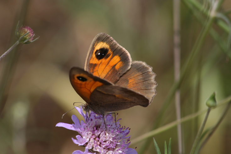 Maniola jurtina hispulla