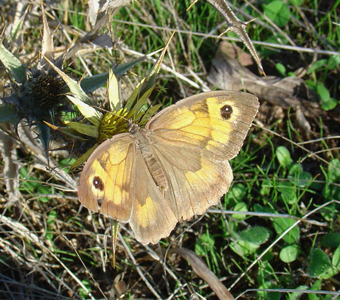 Satyridae: Maniola nurag???