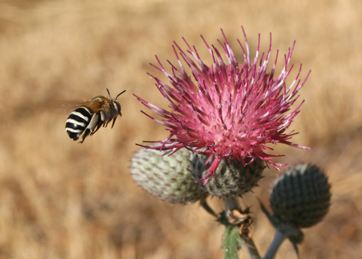 Amegila cfr. albigena  (Apidae Anthophorinae)