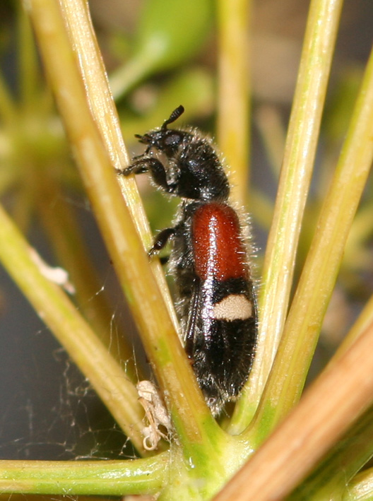 Cleridae: Tilloidea transversalis