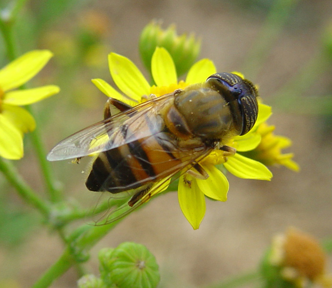 Eristalinus taeniops