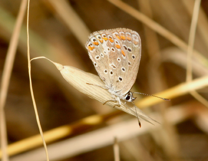 Polyommatus icarus