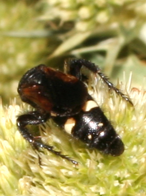 Scolia sexmaculata