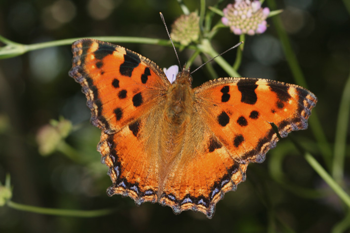 Nymphalidae: Nymphalis polychloros