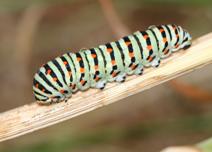 Papilio machaon:  allacciare le cinture!