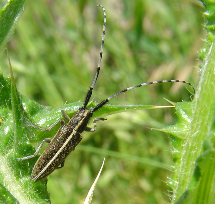 Agapanthia cardui? suturalis