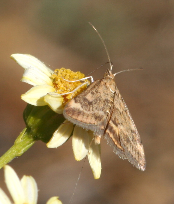 Pyrausta despicata e Achyra nudalis