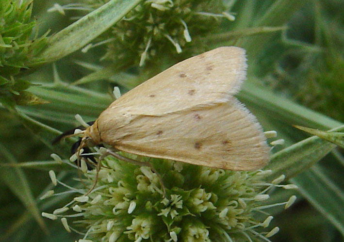 Pyrausta despicata e Achyra nudalis