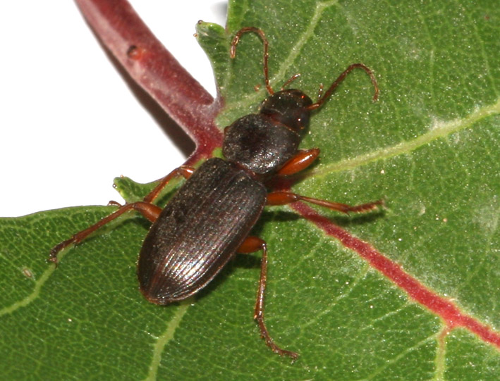Ophonus incisus? No, Scybalicus oblongiusculus